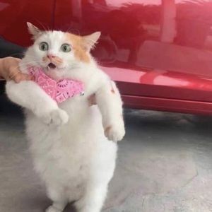 Meet your Posher, Emil